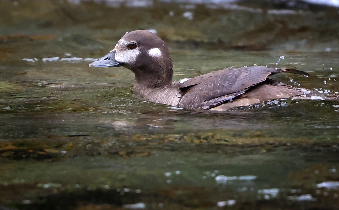 A female harlequin ducks takes a leisurely ride down Glacier Park's Upper McDonald Creek in search of food Aug. 10. (Jeremy Weber/Daily Inter Lake)