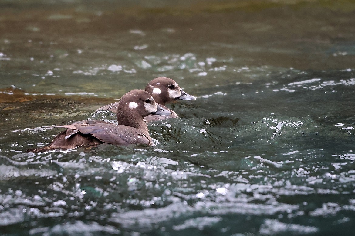 A pair of female harlequin ducks take a leisurely ride down Glacier Park's Upper McDonald Creek in search of food Aug. 10. (Jeremy Weber/Daily Inter Lake)