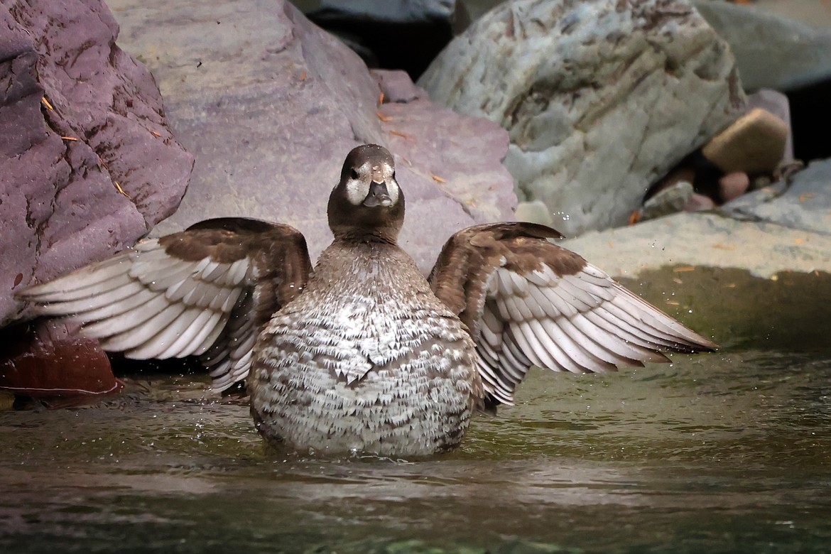 Scientists puts DNA microscope on studying harlequin duck