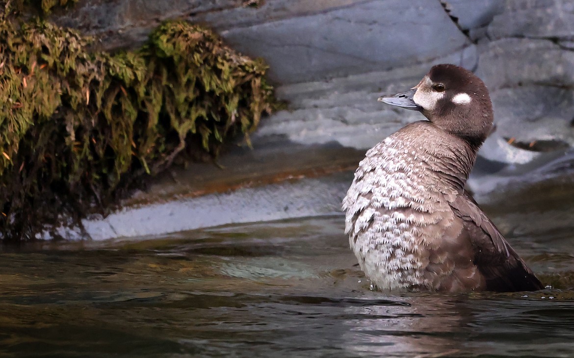 A female harlequin ducks battles the current to swim upstream in Glacier National Park's Upper McDonald Creek Aug. 10, 2022. (Jeremy Weber/Daily Inter Lake)