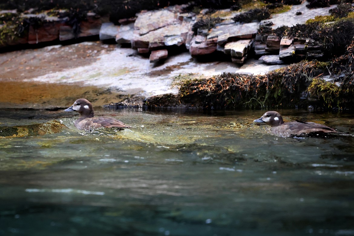 A pair of female harlequin ducks take a leisurely ride down Glacier Park's Upper McDonald Creek in search of food Aug. 10. (Jeremy Weber/Daily Inter Lake)