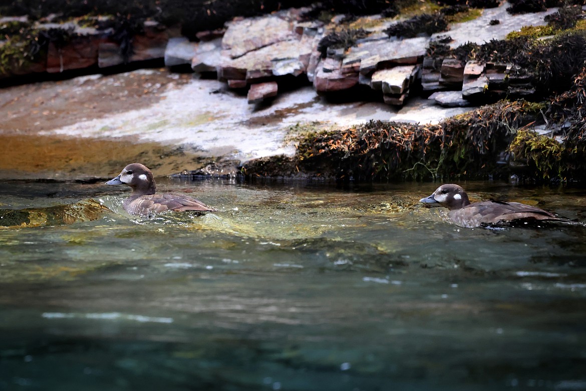 Scientists puts DNA microscope on studying harlequin duck population Daily Inter Lake