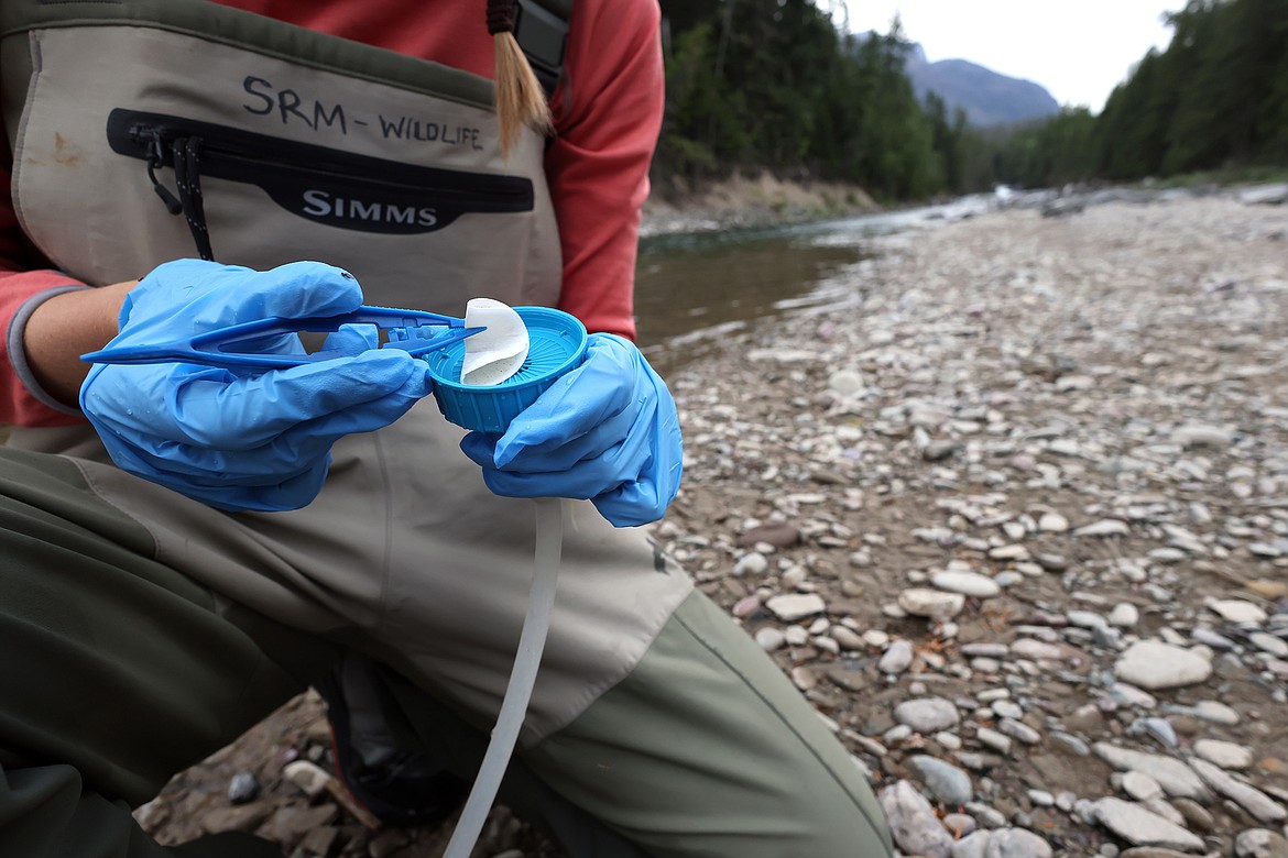 Holli Holmes delicately removes the sample disk for collection during an environmental DNA study for harlequin ducks on Glacier Park's Upper McDonald Creek August 10. (Jeremy Weber/Daily Inter Lake)