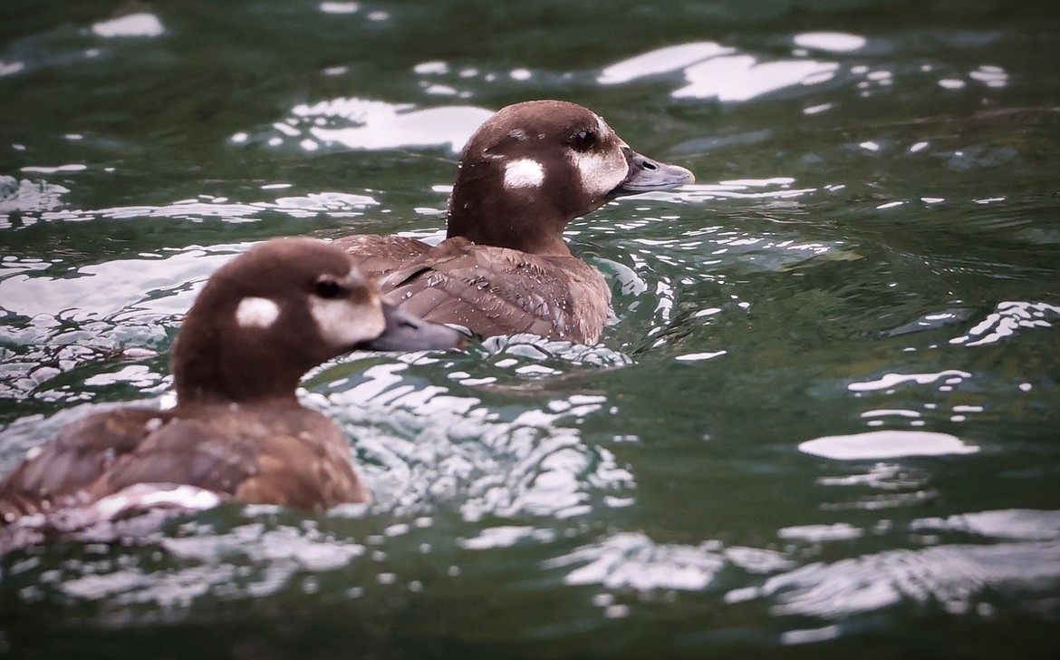 A pair of female harlequin ducks take a leisurely ride down Glacier Park's Upper McDonald Creek in search of food Aug. 10. (Jeremy Weber/Daily Inter Lake)