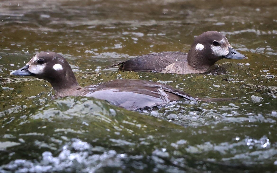 Glacier National Park is hoping to use environmental DNA techniques to help study the population on harlequin ducks on Upper McDonald Creek. (Jeremy Weber/Daily Inter Lake)
