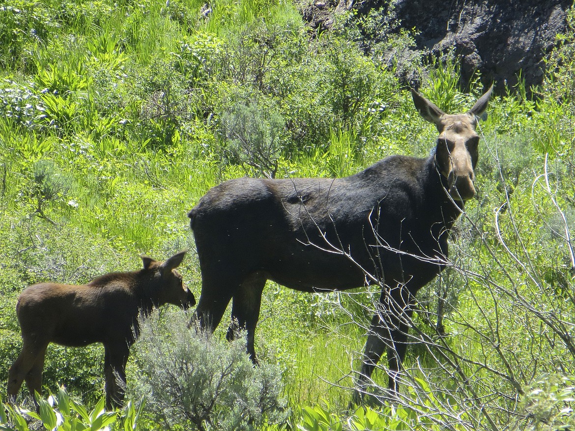 A Moose cow and her calf walk up a hill in this undated photo in Northeastern Nevada. Moose are quietly populating the northeastern corner of Nevada. And they are doing it without the help of humans. It's the first time a big game species has done so in Nevada without help from the Nevada Department of Wildlife, according to the agency. (Nevada Dept. of Wildlife via AP)