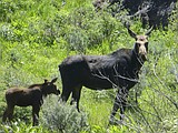Moose on the move, migrating to Nevada from Idaho, Utah