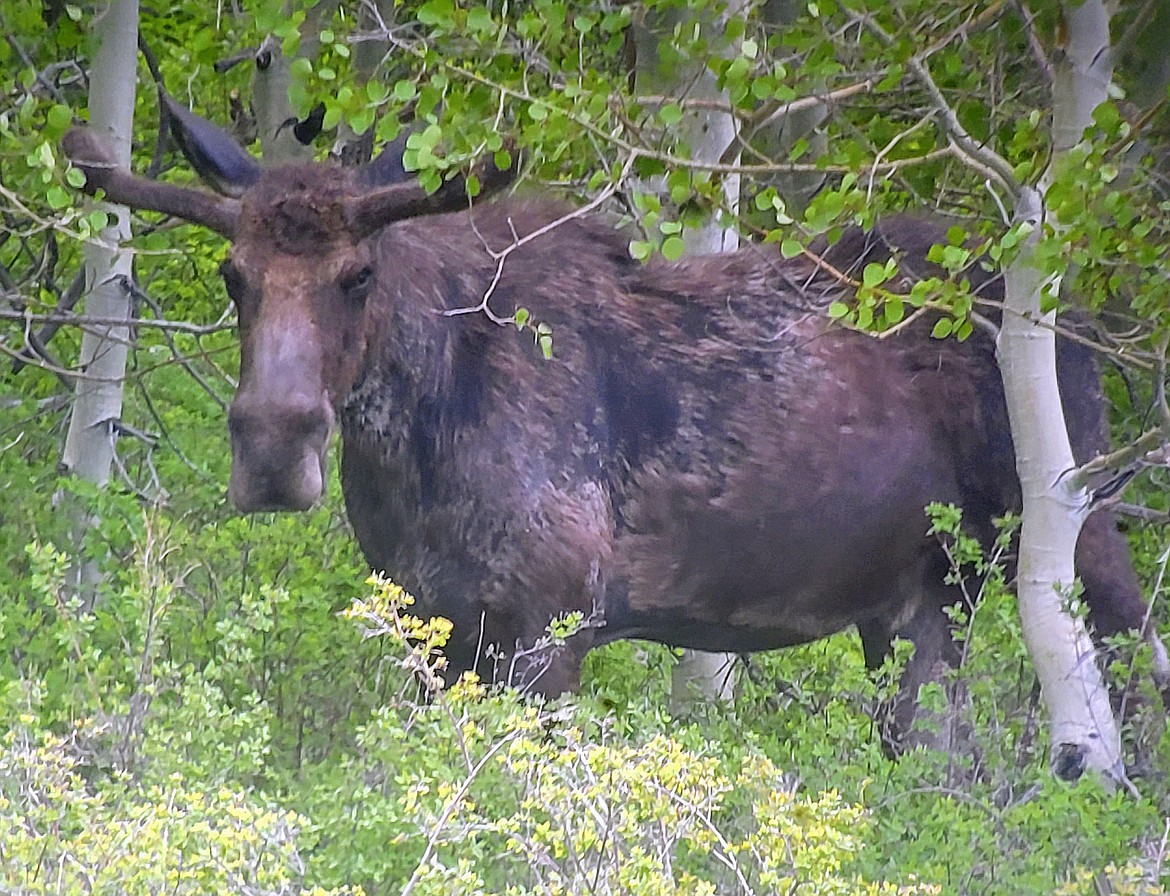 A Moose bull walks under trees in this undated photo in Northeastern Nevada. Moose are quietly populating the northeastern corner of Nevada. And they are doing it without the help of humans. It's the first time a big game species has done so in Nevada without help from the Nevada Department of Wildlife, according to the agency.