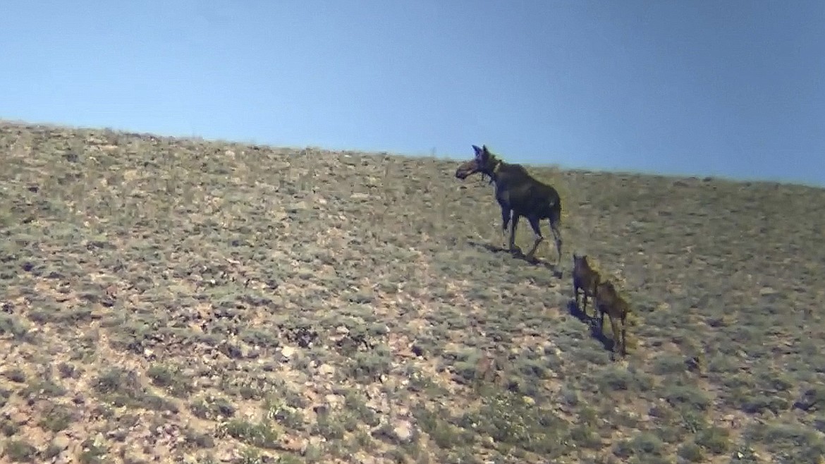 A Moose cow and her calf walk up a hill in this undated photo in Northeastern Nevada. Moose are quietly populating the northeastern corner of Nevada. And they are doing it without the help of humans. It's the first time a big game species has done so in Nevada without help from the Nevada Department of Wildlife, according to the agency.