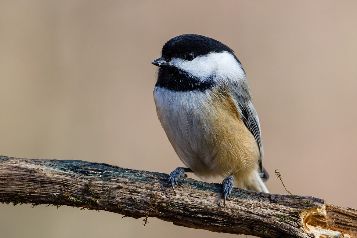 A black-capped chickadee - native to Central Washington - perches on a tree branch. The Central Basin Audubon Society is building interest in watching and protecting birds in the Basin.