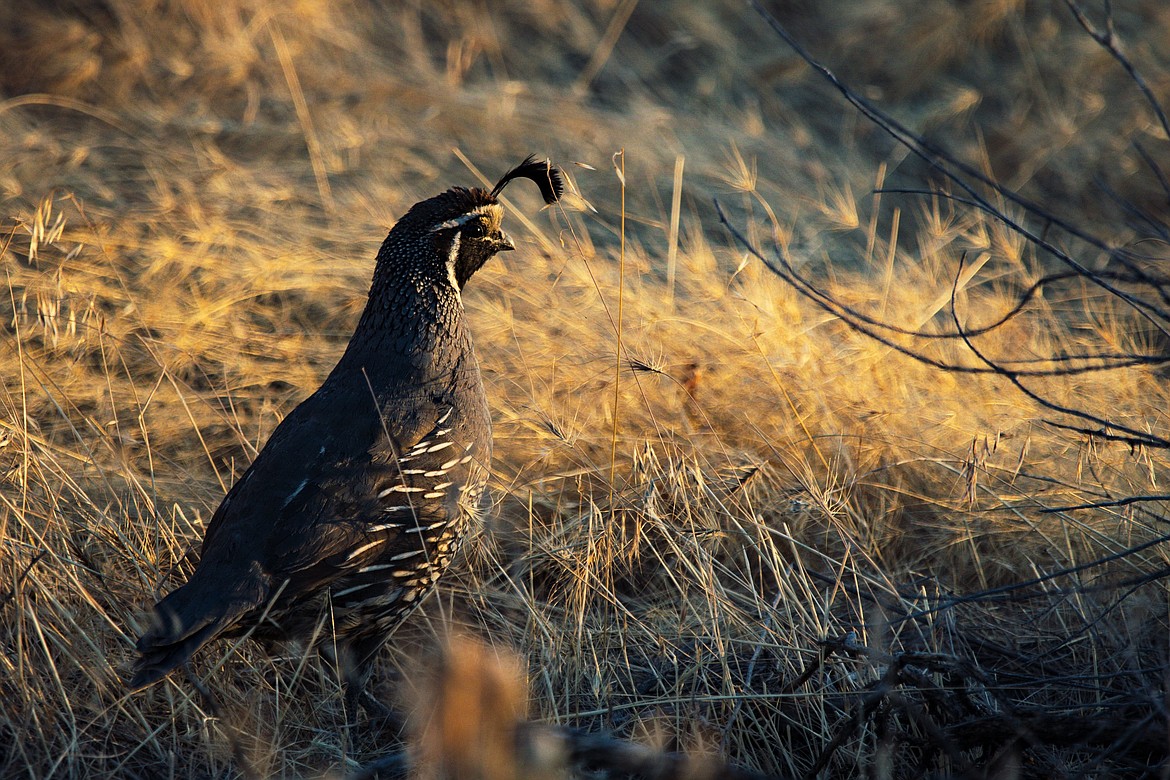Quail and other birds native to the Basin are a focus of the Central Basin Audubon Society which seeks to educate area residents and protect local birds for future generations to appreciate and enjoy.