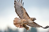 Audubon plans bird outing in Jewel Basin