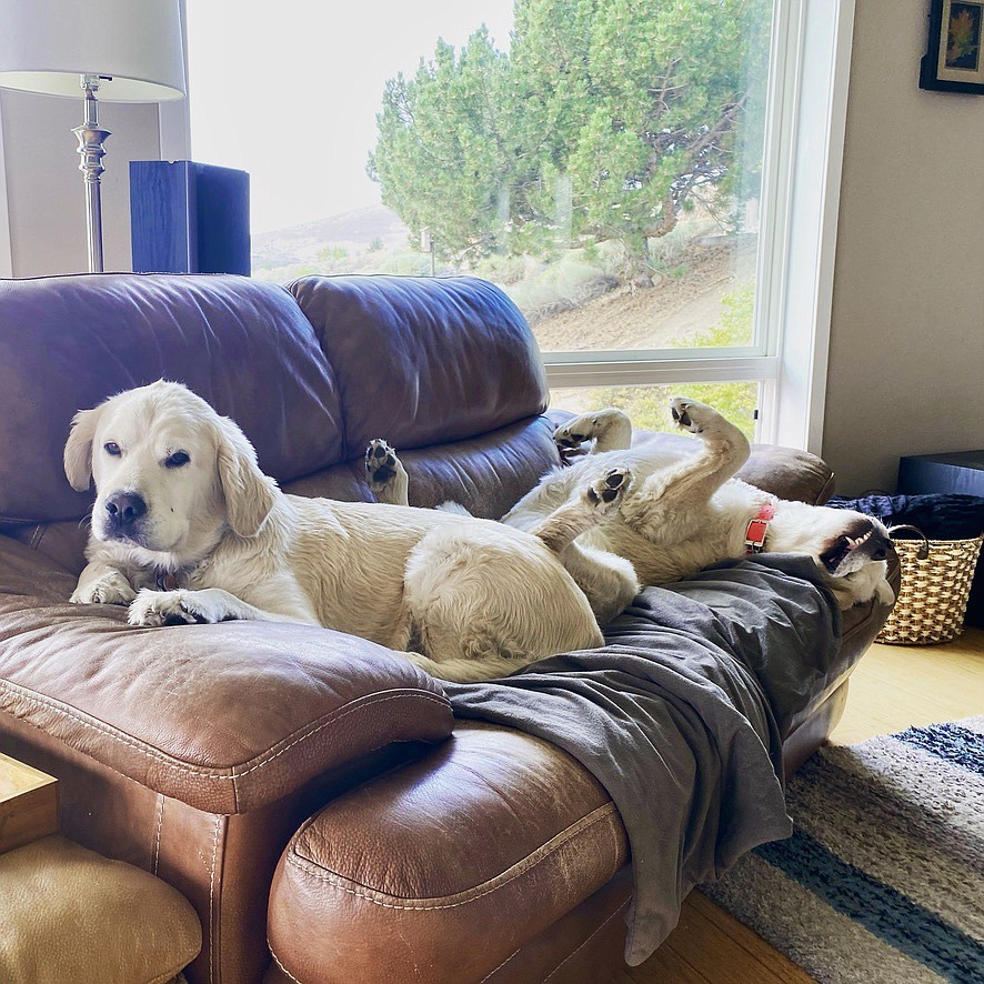 Harry, left, looks sedate on the Morford couch, while Charlie, right, gets a little, well, goofy.