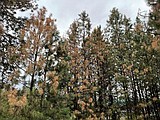 Hail leads to fungal infections in some Ponderosa pines