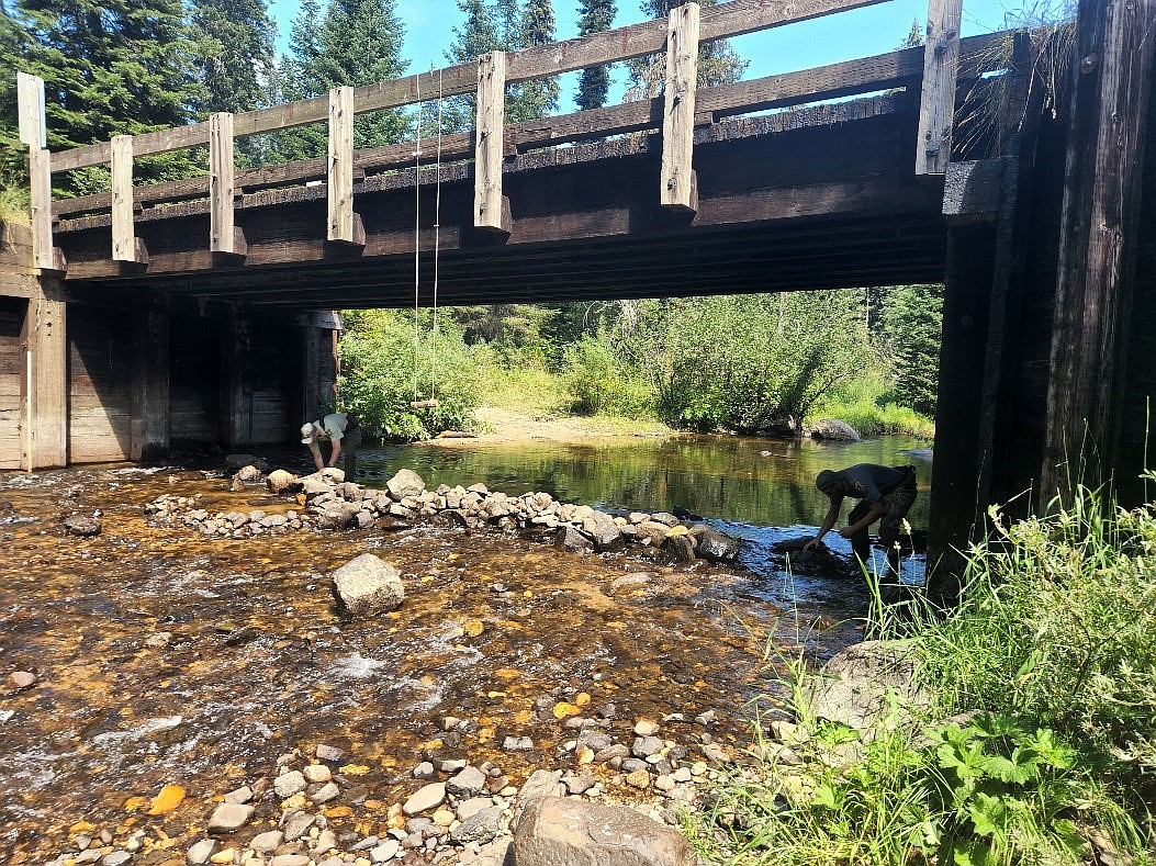 Photo courtesy Idaho Fish and Game
A man-made dam was removed from Lolo Creek and the stream restored for Chinook salmon to continue their migratory path to spawn.