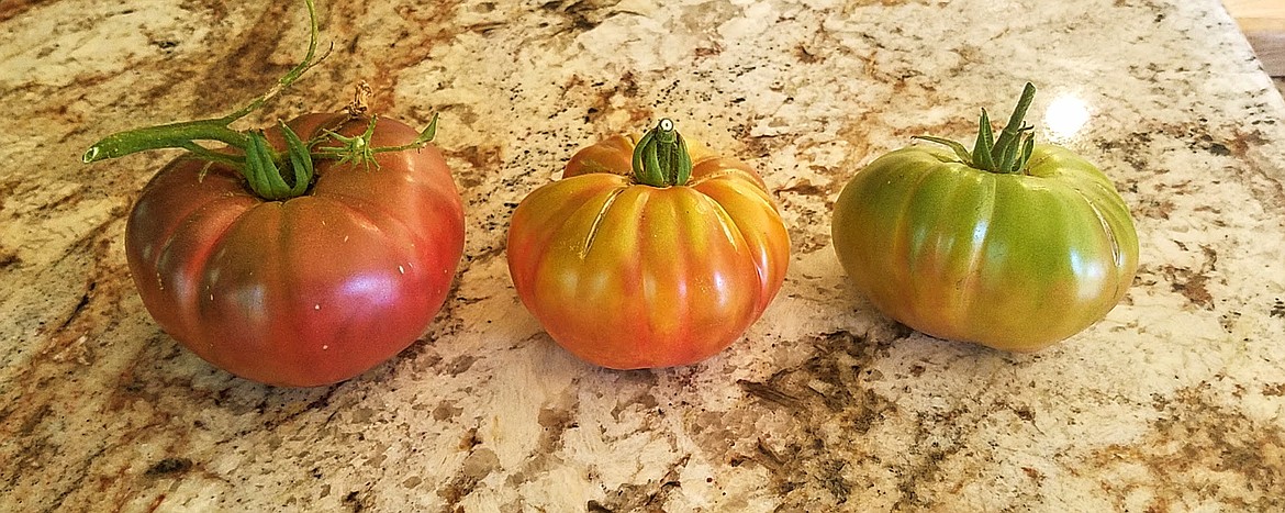 Counter ripening: Tomatoes will ripen on the kitchen counter out of direct sunlight. For this method, pick tomatoes that show some coloring to their skin, like the two tomatoes on the right.