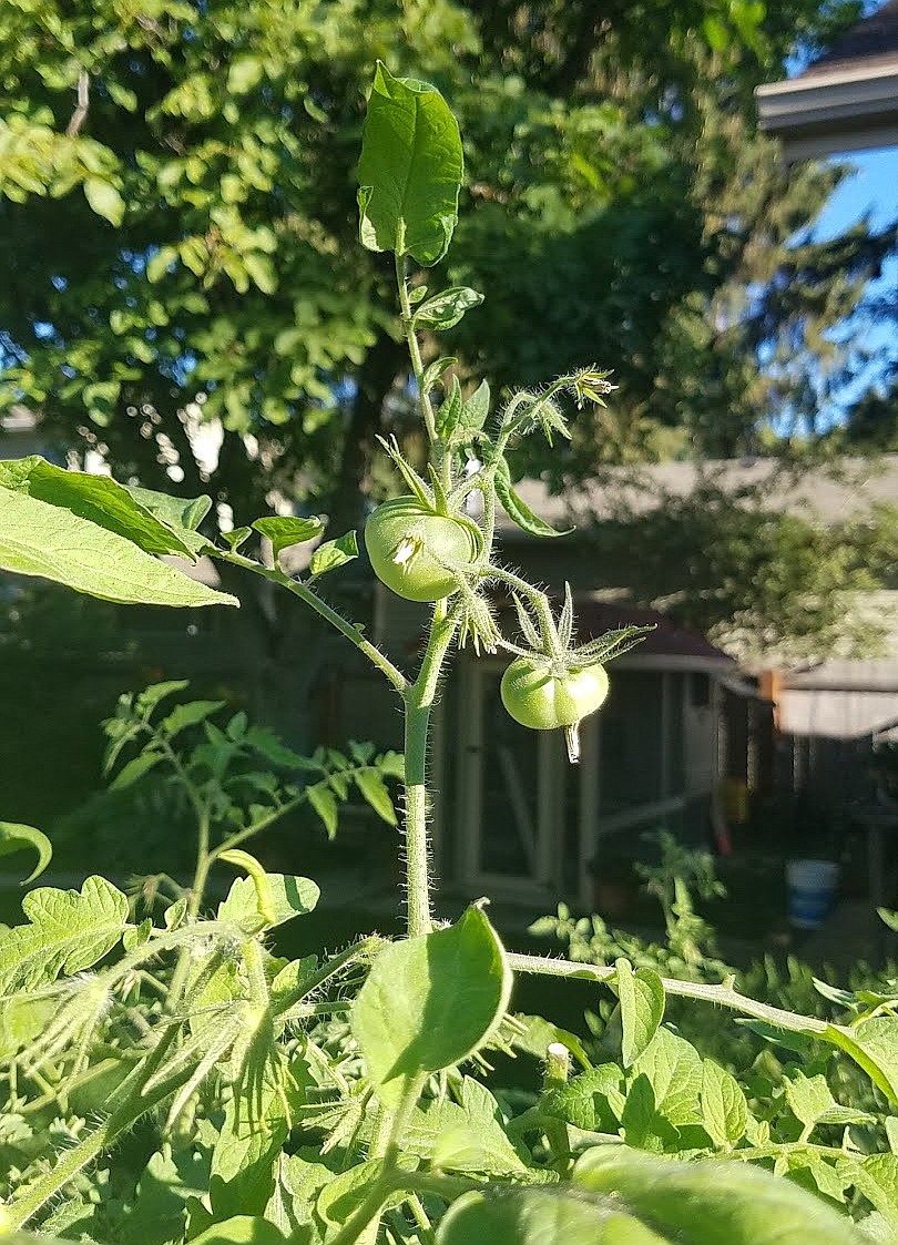 Immature Green Fruit: Avoid harvesting immature green tomatoes to ripen. These small fruits won’t ever ripen and are best put in the compost pile.