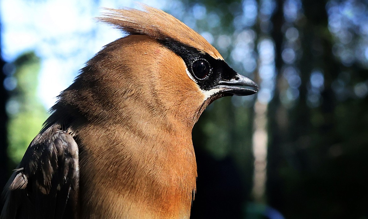 A cedar waxwing captured at a MAPS site in Glacier National Park Aug. 11. (Jeremy Weber/Daily Inter Lake)