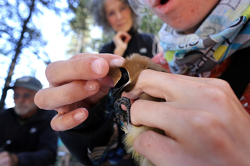 A cedar waxwing is examined by the University of Montana Bird Ecology Lab's Holly Garrod at a MAPS station in Glacier National Park Aug. 11. (Jeremy Weber/Daily Inter Lake)