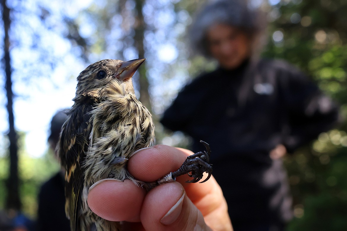 A pine siskin captured at a MAPS station in Glacier National Park Aug. 11. (Jeremy Weber/Daily Inter Lake)