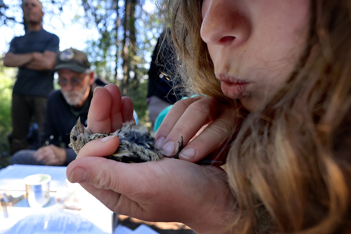 Technician Kaile Kimball examines a pine siskin at a MAPS station in Glacier National Park Aug. 11. (Jeremy Weber/Daily Inter Lake)