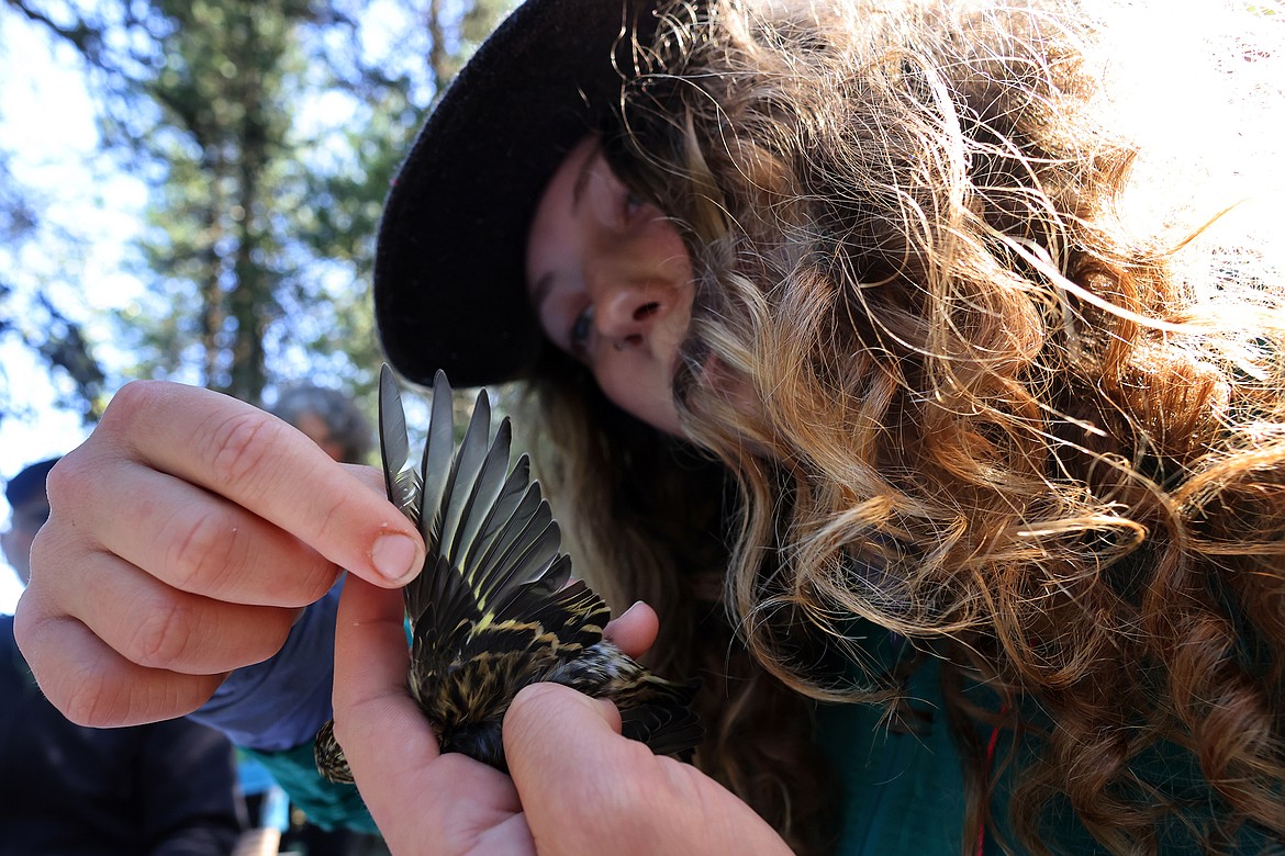 Technician Kaile Kimball examines a pine siskin at a MAPS station in Glacier National Park Aug. 11. (Jeremy Weber/Daily Inter Lake)