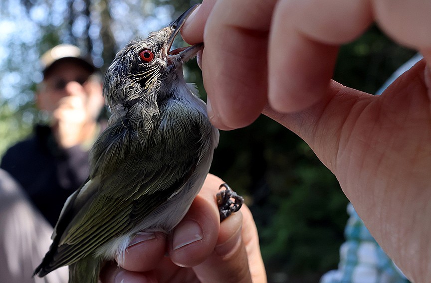 A red-eyed vireo is examined at a MAPS station in Glacier National Park Aug. 11. (Jeremy Weber/Daily Inter Lake)