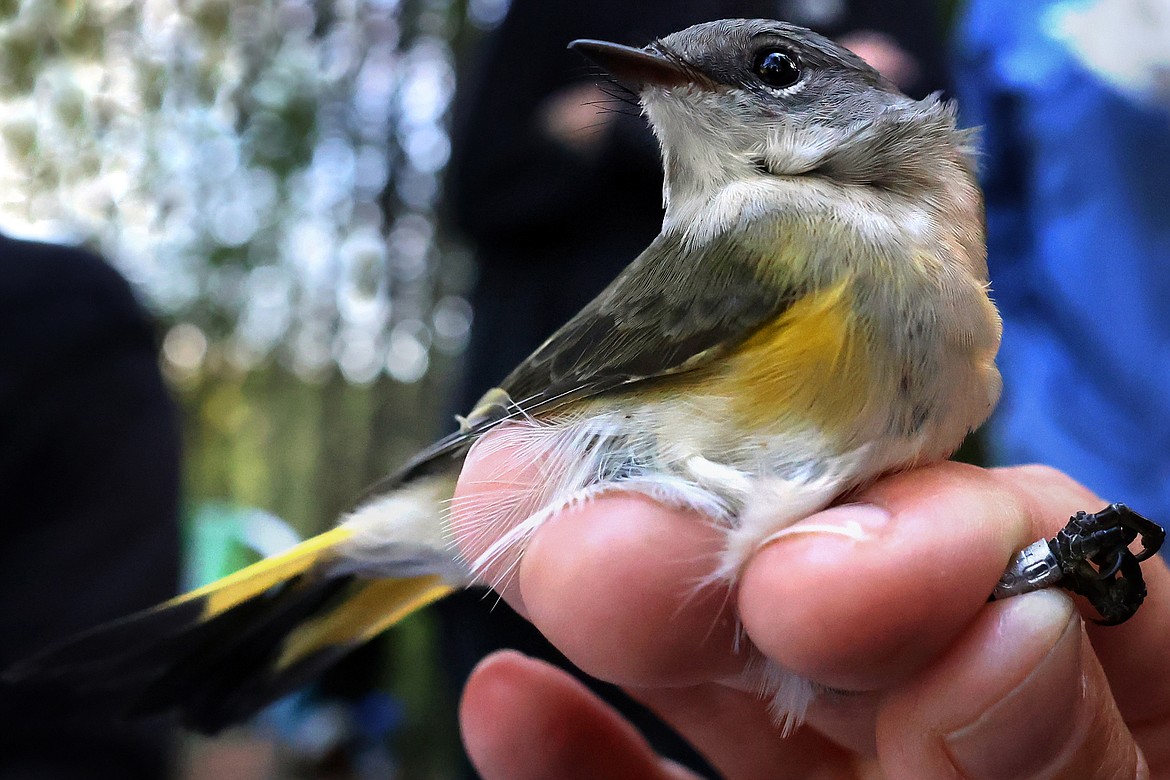 A female American Redstart is examined at a MAPS station in Glacier National Park Aug. 11. (Jeremy Weber/Daily Inter Lake)