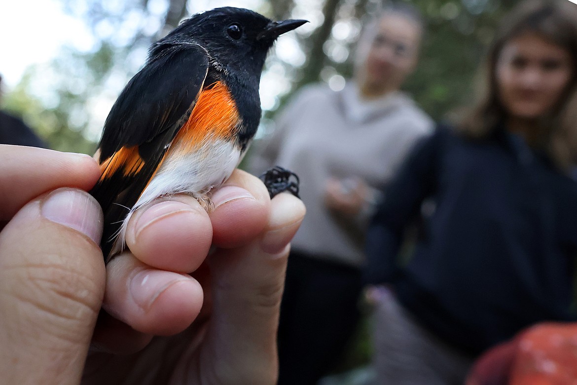 A male American Redstart is examined at a MAPS station in Glacier National Park Aug. 11. (Jeremy Weber/Daily Inter Lake)