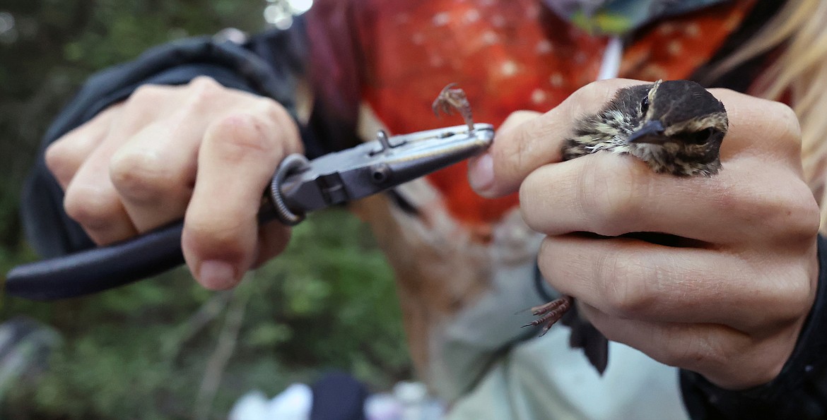 A northern waterthrush is banded by biologists at a MAPS station in Glacier National Park Aug. 11. (Jeremy Weber/Daily Inter Lake)