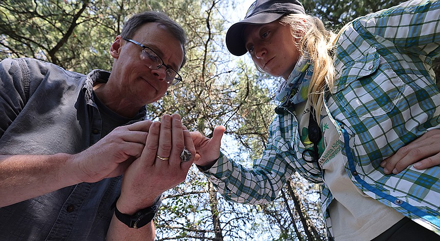 A red-eyed vireo is examined by Deputy Superintendent Pete Webster and biologist Holly Garrod at a MAPS station in Glacier National Park Aug. 11. (Jeremy Weber/Daily Inter Lake)