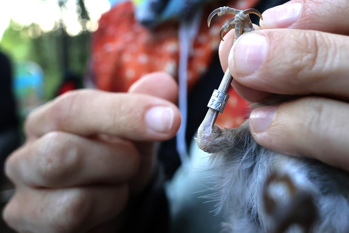A bird is banded by biologists at a MAPS station in Glacier National Park Aug. 11. (Jeremy Weber/Daily Inter Lake)