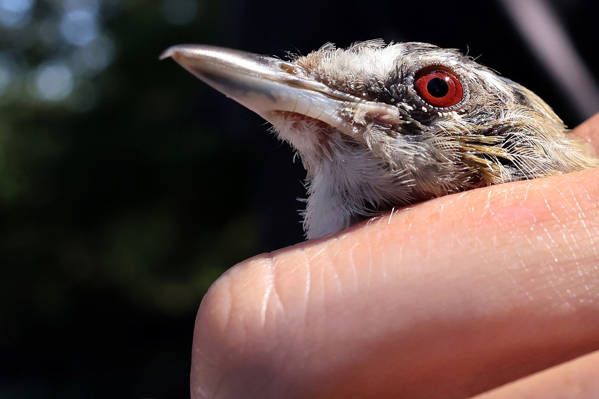 A red-eyed vireo is examined at a MAPS station in Glacier National Park Aug. 11. (Jeremy Weber/Daily Inter Lake)