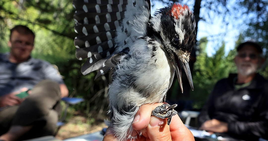 A hairy woodpecker is examined by the University of Montana Bird Ecology Lab's Holly Garrod at a MAPS station in Glacier National Park Aug. 11. (Jeremy Weber/Daily Inter Lake)