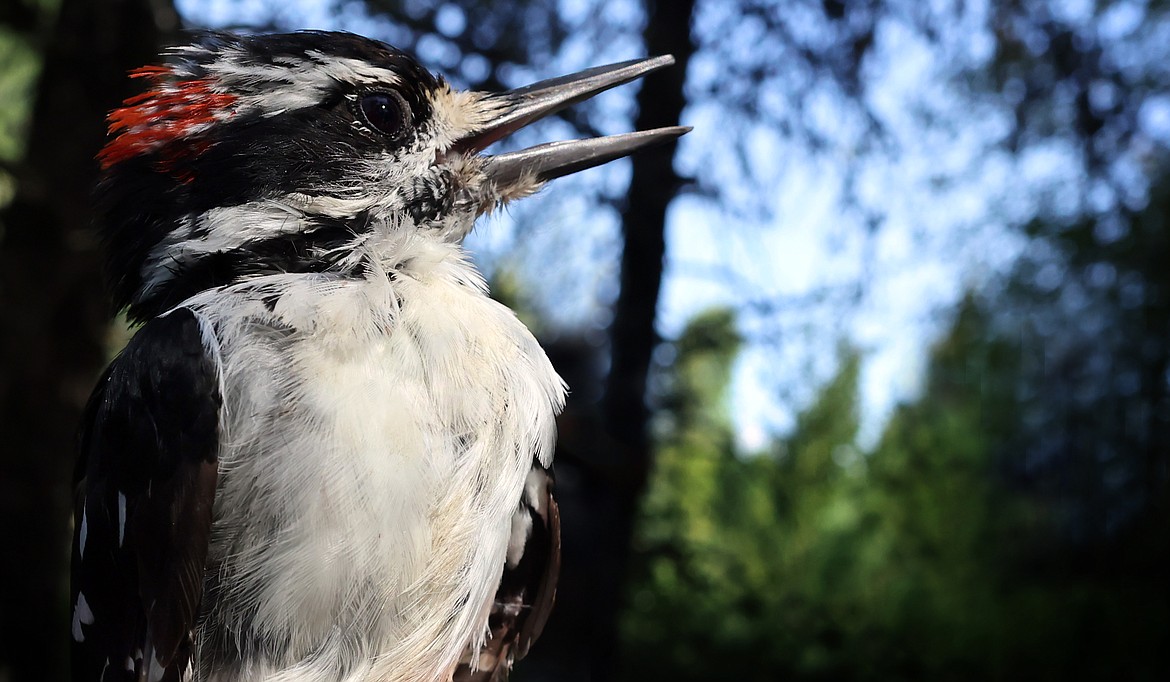 A hairy woodpecker captured at a MAPS site in Glacier National Park Aug. 11. (Jeremy Weber/Daily Inter Lake)