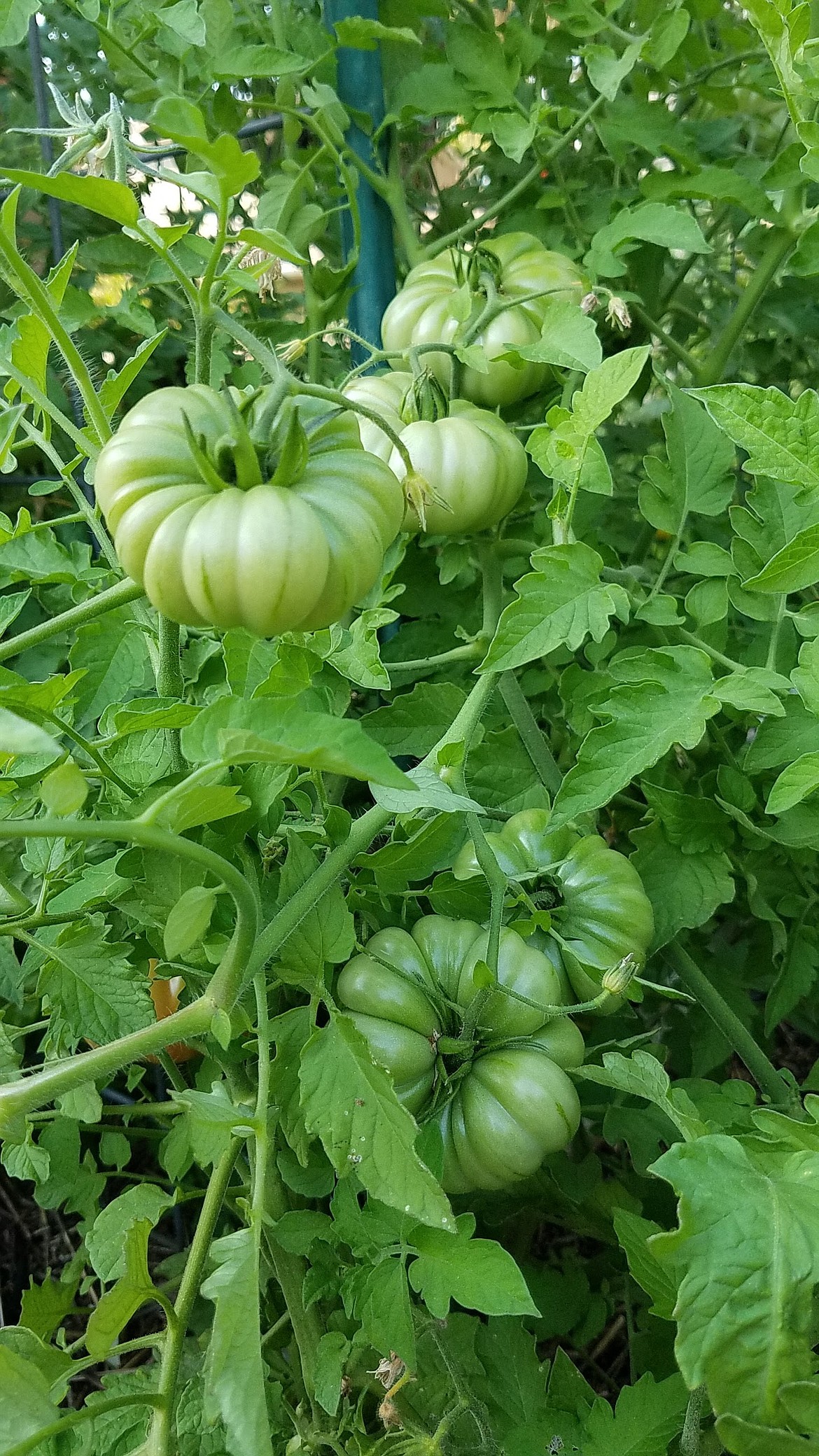 Zapotec Green: The chilly and then hot summer has caused an abundance of green tomatoes this year.