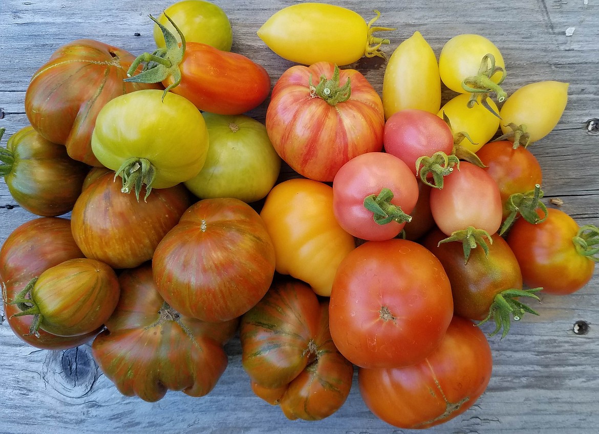Master Gardener Why Do I Have So Many Green Tomatoes? Coeur d'Alene