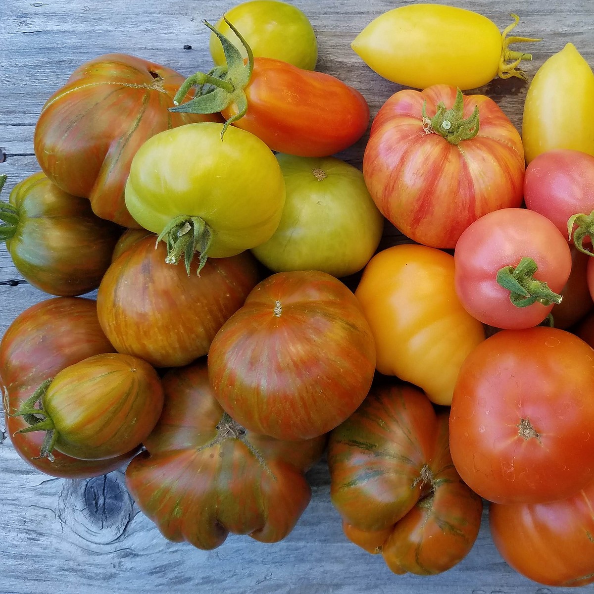 Master Gardener: Why Do I Have So Many Green Tomatoes? | Coeur d'Alene ...