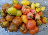 Master Gardener: Why Do I Have So Many Green Tomatoes?