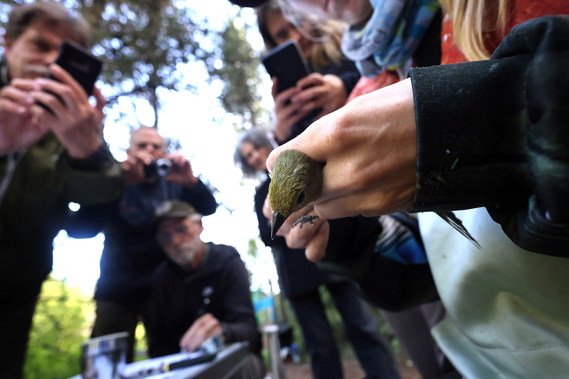 A female western tanager is examined at a MAPS station in Glacier National Park Aug. 11. (Jeremy Weber/Daily Inter Lake)