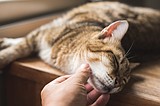 Chronic pain in pets, Part 1: Causes, symptoms and prevention