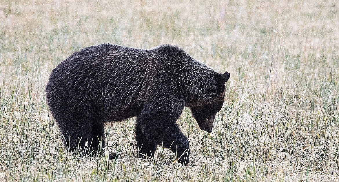 montana-town-passes-emergency-bear-law-coeur-d-alene-press