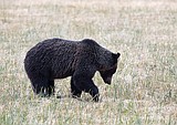 Montana town passes emergency bear law