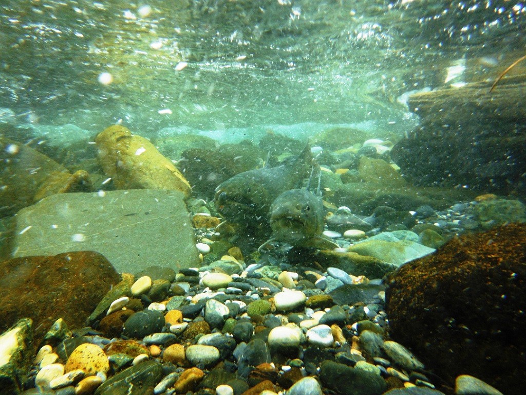 State biologists concerned about future of bull trout in Montana