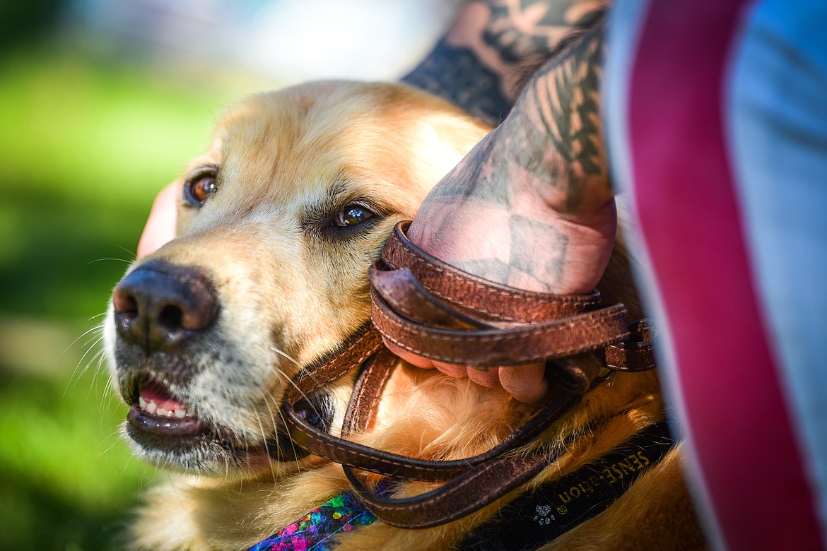 Attendees watch demonstrations with their golden retrievers at GoldenStock Montana at Haymoon Resort in Whitefish on Saturday, Sept. 17. GoldenStock Montana is a gathering of golden retrievers and their owners to support Montana Precious Gold golden retriever rescue. (Casey Kreider/Daily Inter Lake)