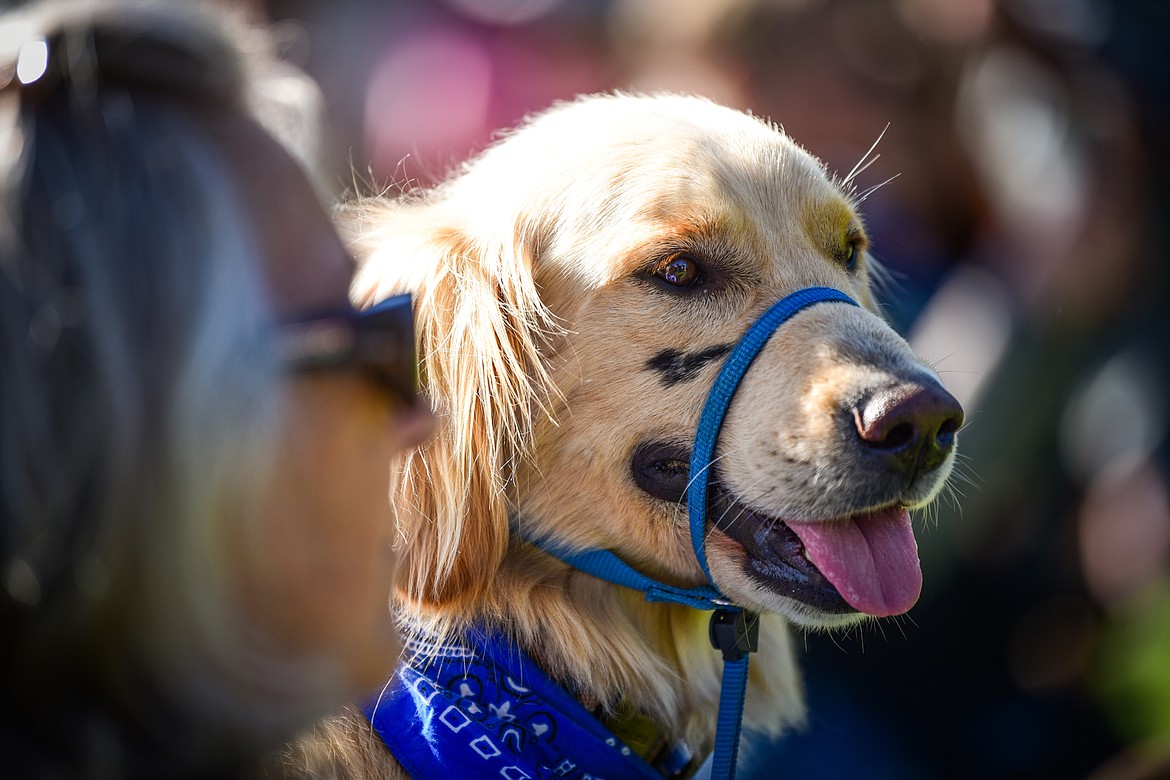 Attendees watch demonstrations with their golden retrievers at GoldenStock Montana at Haymoon Resort in Whitefish on Saturday, Sept. 17. GoldenStock Montana is a gathering of golden retrievers and their owners to support Montana Precious Gold golden retriever rescue. (Casey Kreider/Daily Inter Lake)