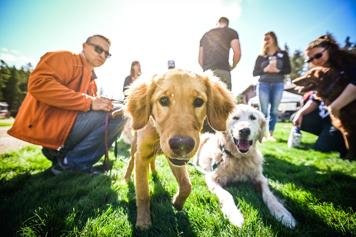 Jeff Lanners' golden retrievers Betty White, center, six months, and Cooper, 14, greet visitors at GoldenStock Montana at Haymoon Resort in Whitefish on Saturday, Sept. 17. GoldenStock Montana is a gathering of golden retrievers and their owners to support Montana Precious Gold golden retriever rescue. (Casey Kreider/Daily Inter Lake)