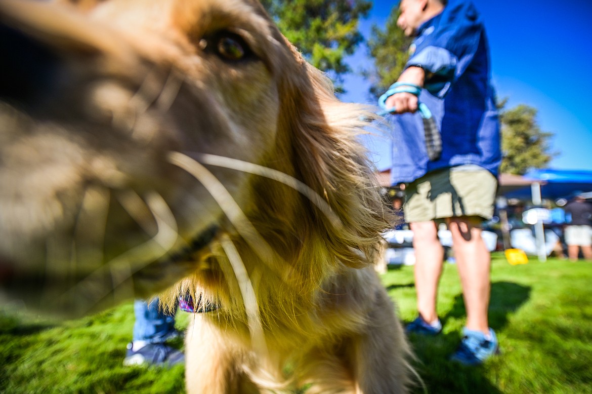 Attendees greet each others' golden retrievers at GoldenStock Montana at Haymoon Resort in Whitefish on Saturday, Sept. 17. GoldenStock Montana is a gathering of golden retrievers and their owners to support Montana Precious Gold golden retriever rescue. (Casey Kreider/Daily Inter Lake)