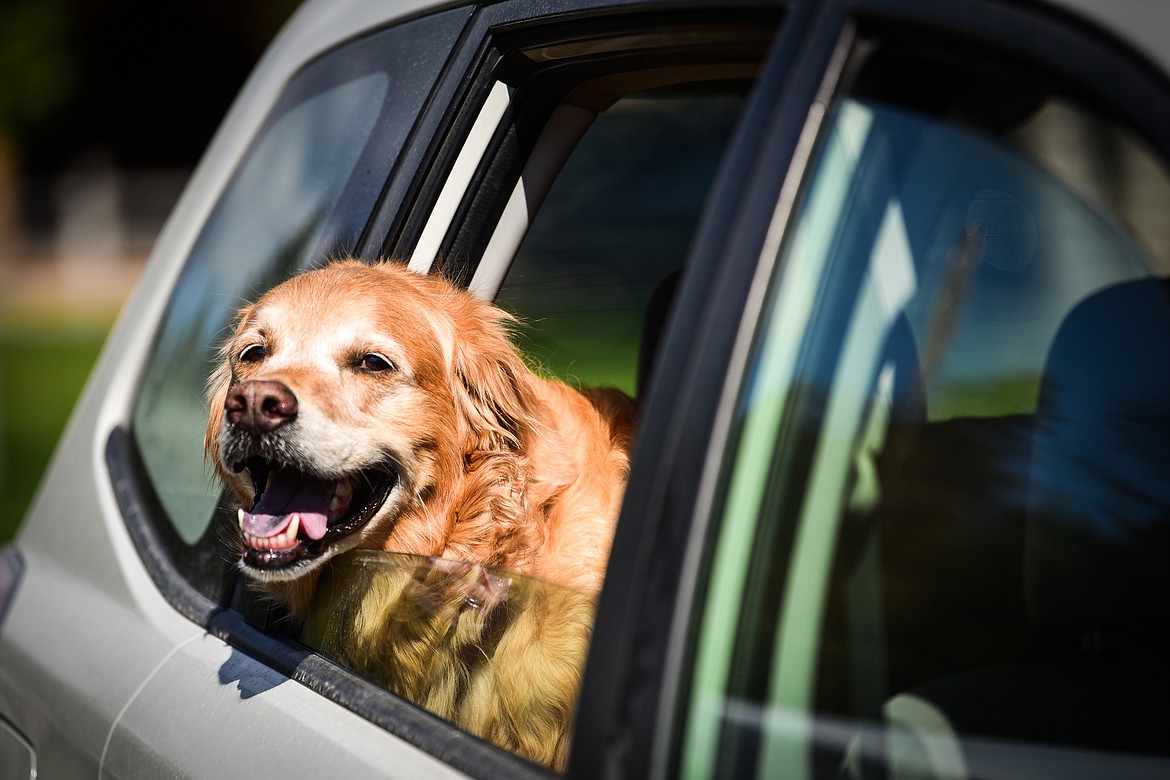 A golden retriever rides in its owners' vehicle at GoldenStock Montana at Haymoon Resort in Whitefish on Saturday, Sept. 17. GoldenStock Montana is a gathering of golden retrievers and their owners to support Montana Precious Gold golden retriever rescue. (Casey Kreider/Daily Inter Lake)