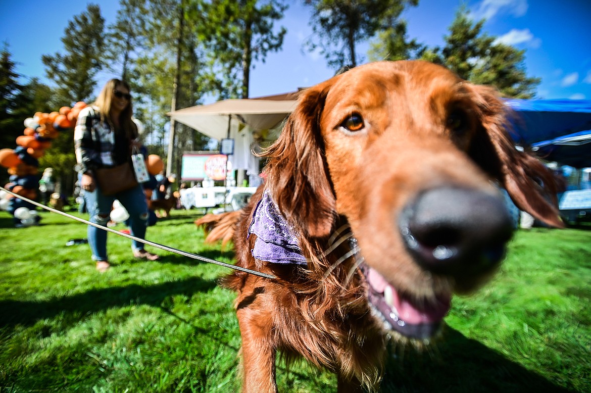 Kubo, a golden retriever belonging to Elena Cordery of Kalispell, greets visitors at GoldenStock Montana at Haymoon Resort in Whitefish on Saturday, Sept. 17. GoldenStock Montana is a gathering of golden retrievers and their owners to support Montana Precious Gold golden retriever rescue. (Casey Kreider/Daily Inter Lake)